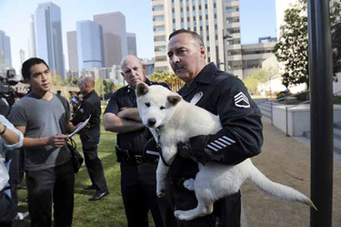 LAPD Metropolitan Division Commanding Officer Captain John Incontro K-9 Platoon Chief Trainer Sergeant Doug Roller and Jindo dog Dahan during a press conference at LAPD Headquarters. LAPD trainers flew to South Korea to pick out the puppies to test, train and evaluate for possible police use.